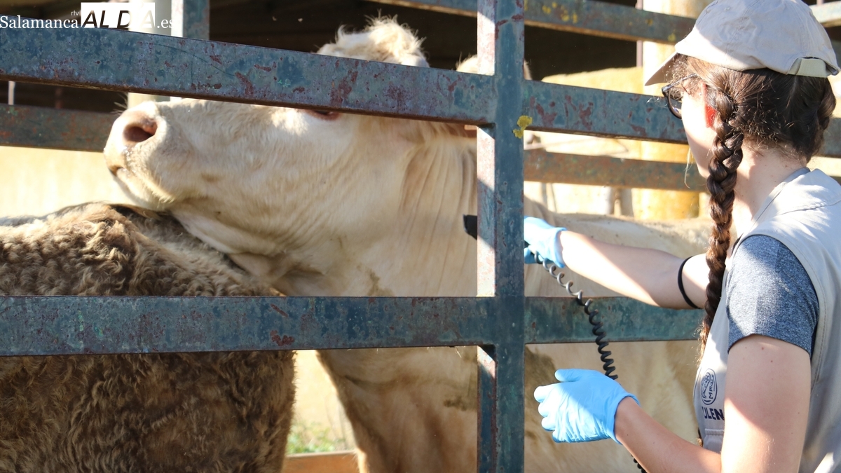 El sector ganadero nacional exige cambios urgentes en el Programa de Erradicación de Tuberculosis Bovina