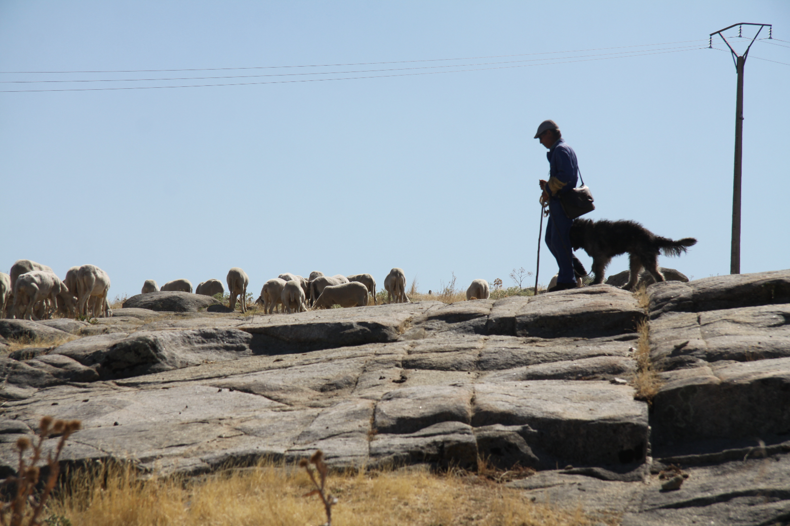 Servicios de la trashumancia 