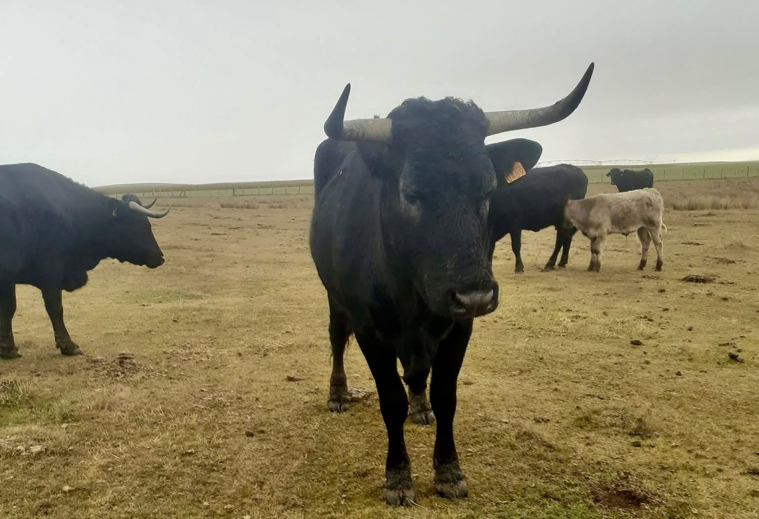 El extravío de dos vacas pone en alerta a los vecinos de varios pueblos de la comarca