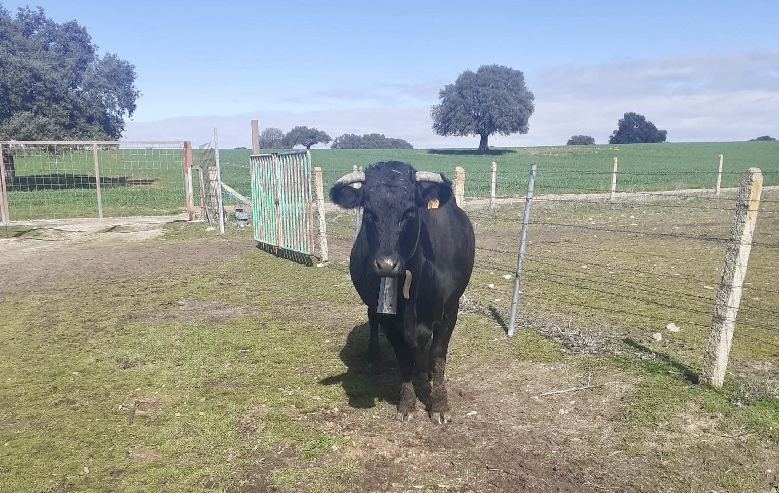 Localizadas y a salvo las dos vacas extraviadas en la comarca