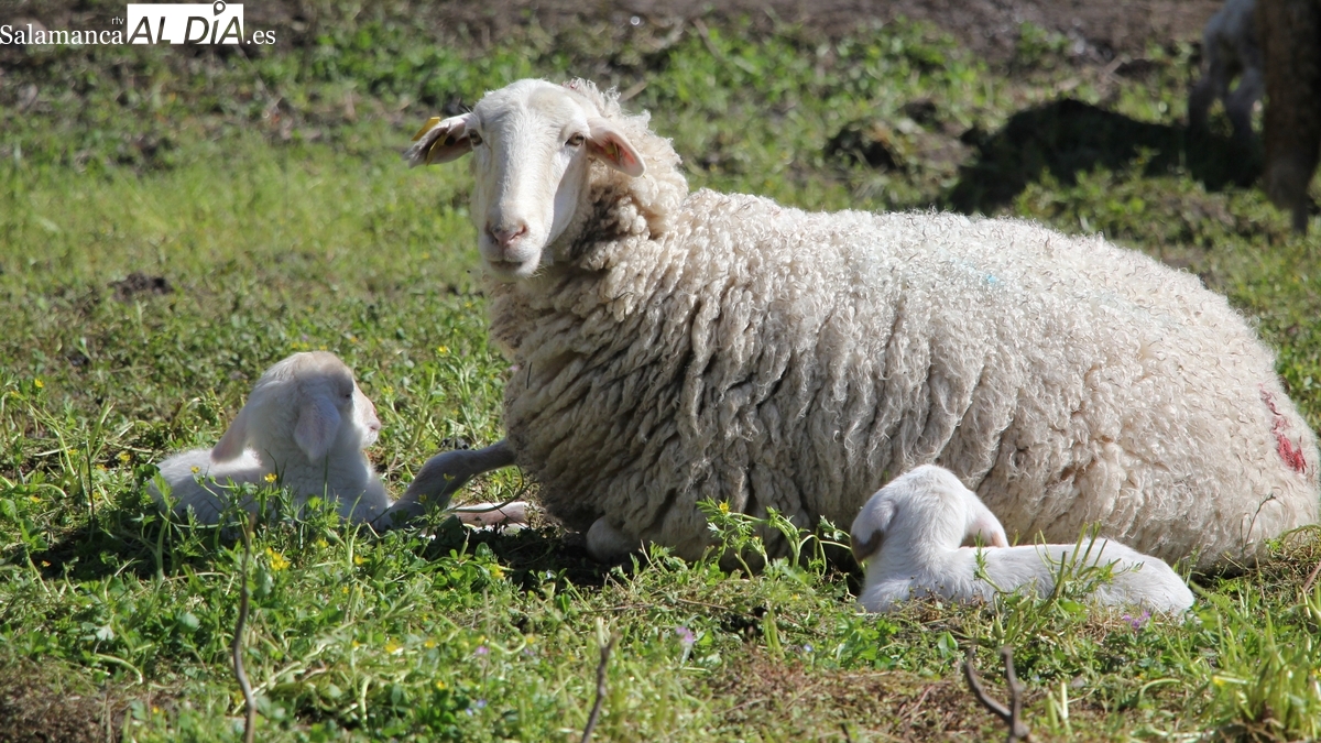 El cereal se desploma tras una nueva e importante bajada de precios