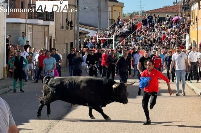 Calles abarrotadas y gran expectación para un multitudinario Toro del Voto en Villoria