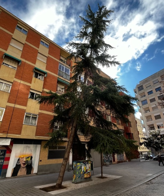 El Ayuntamiento de Salamanca retirará un cedro por riesgo de caída sobre la calzada