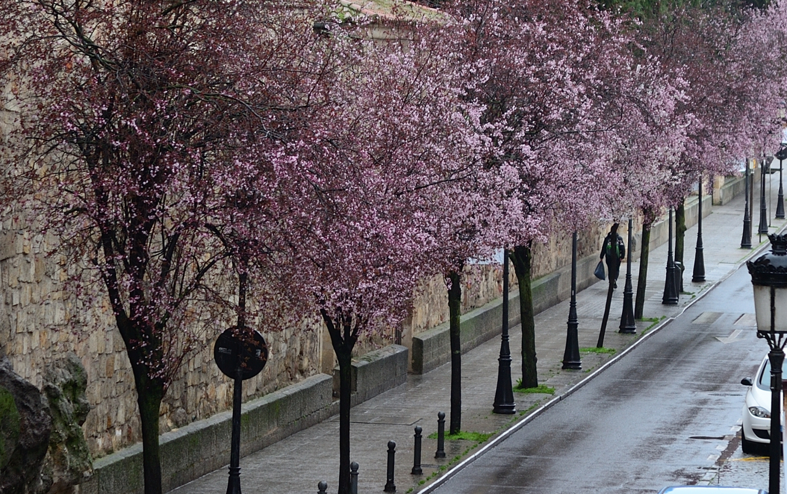 Esplendor cromático