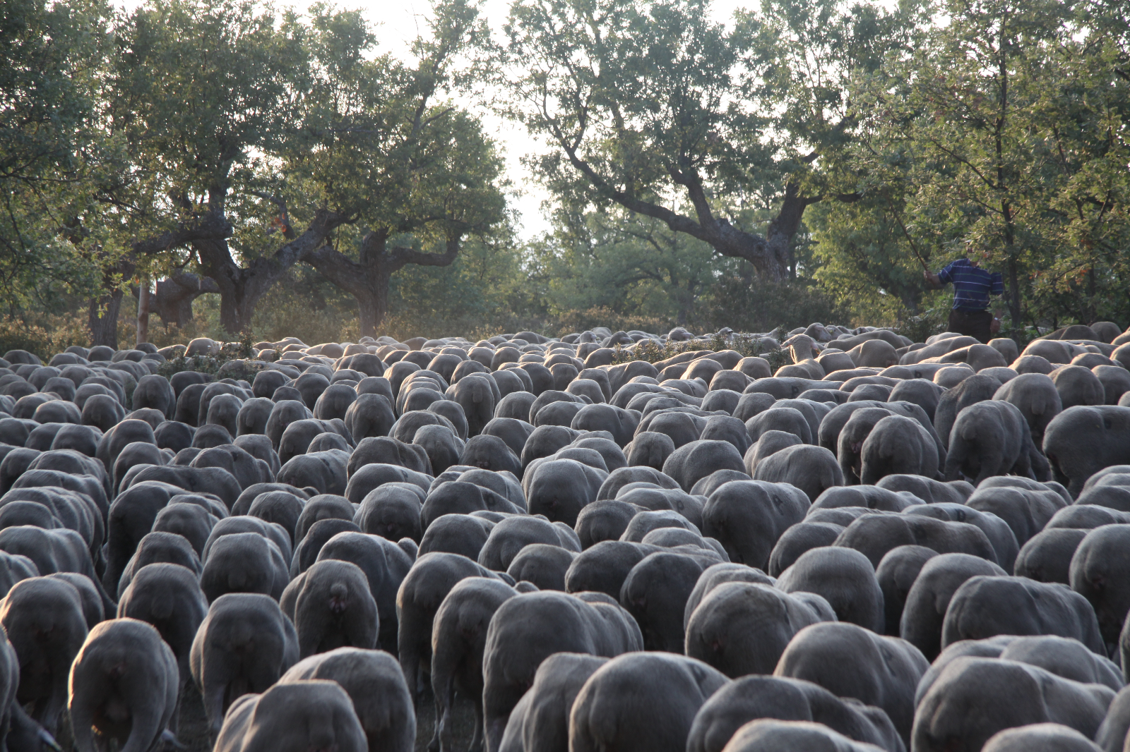 La importancia de la trashumancia 