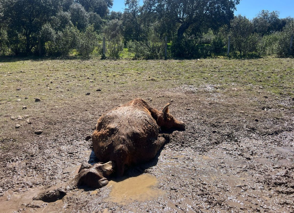 ASAJA Salamanca denuncia el cuarto ataque de buitres en menos de un mes