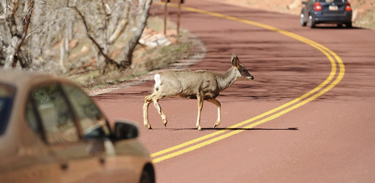 Víctor Colino hablará en Aldeadávila sobre los accidentes de tráfico con fauna
