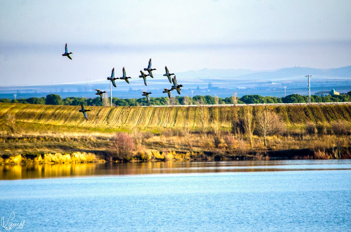 El milagro ecológico escondido en Salamanca:  de tierra seca a paraíso con más de 250 especies de aves 