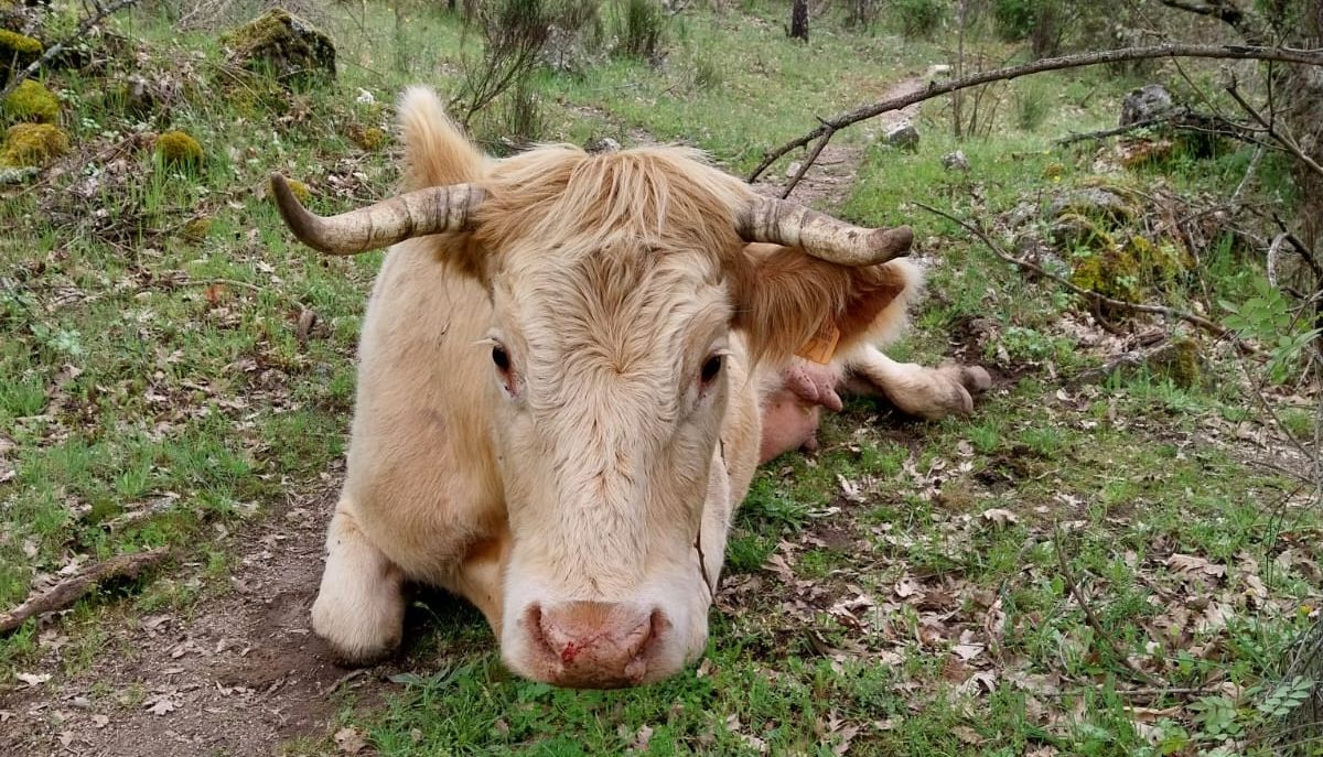 Buitres matan a una vaca y su ternero durante el parto en San Esteban de la Sierra