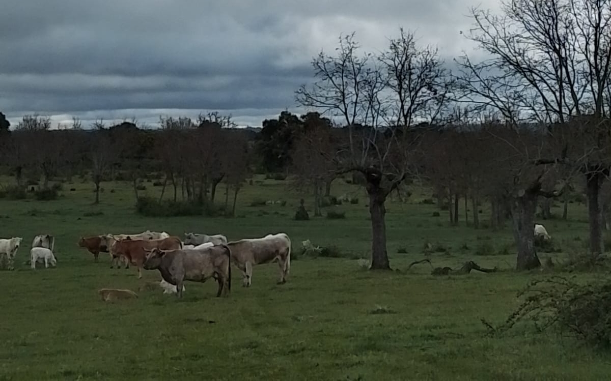 Un ternero de tres días muere por el ataque de buitres mientras pastaba con su madre en Puertas