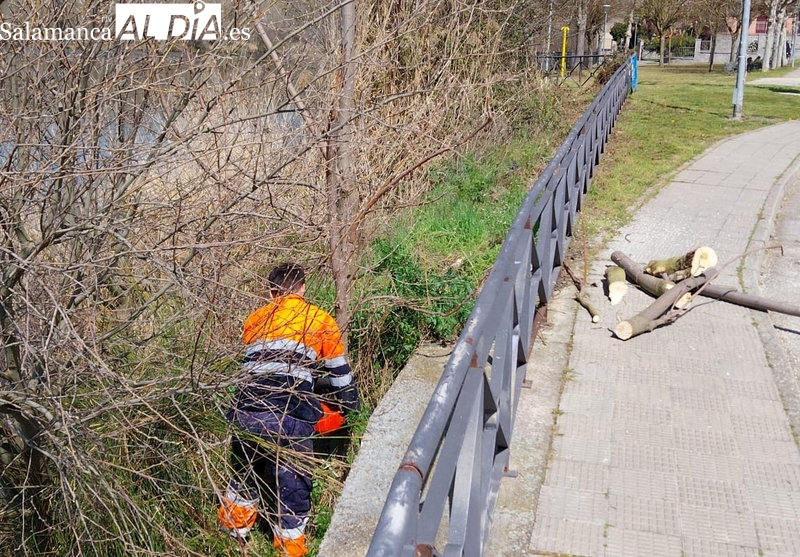 El Ayuntamiento de Alba actúa en cauces urbanos para prevenir inundaciones e incendios  