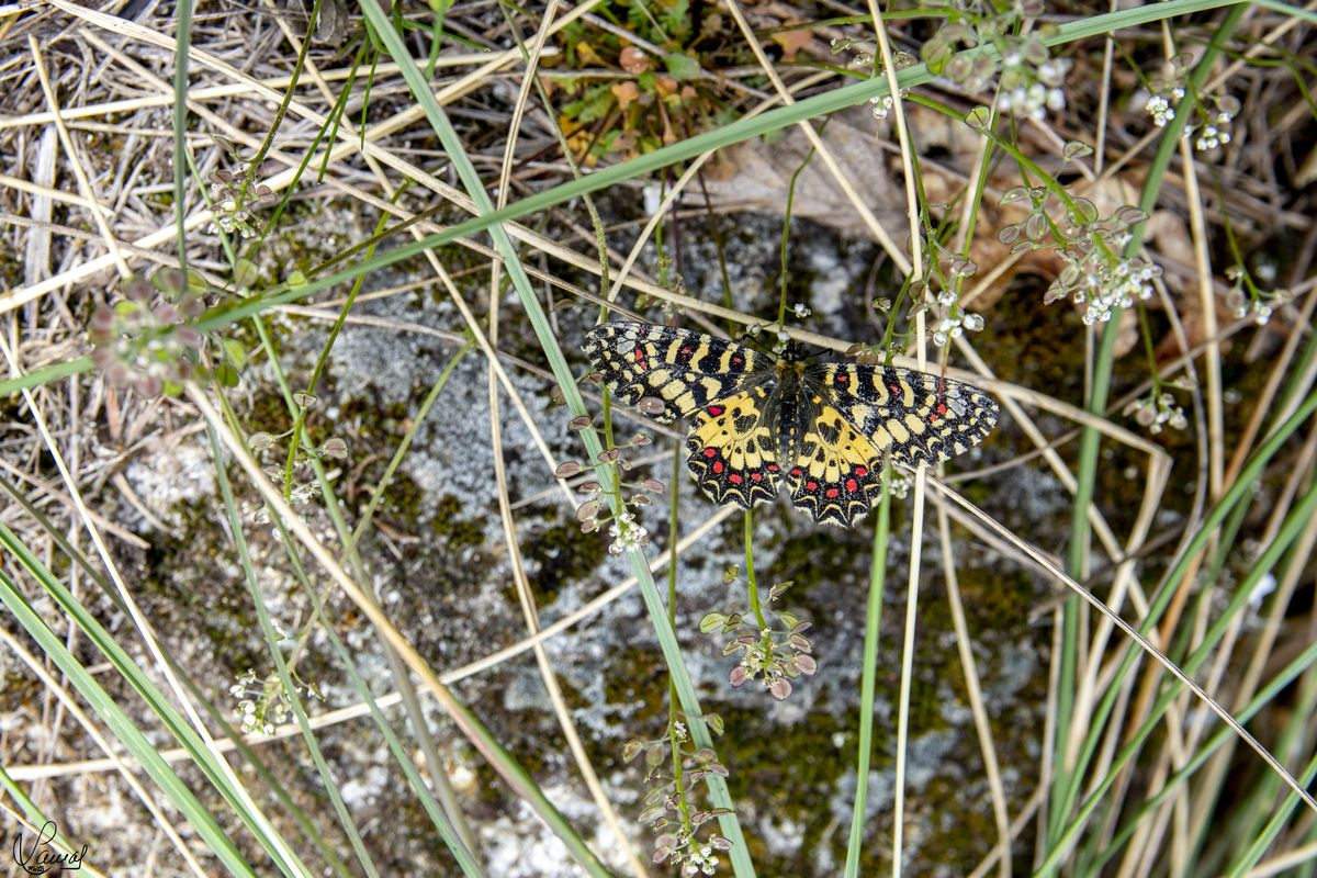 Vuelve el color de la vida 