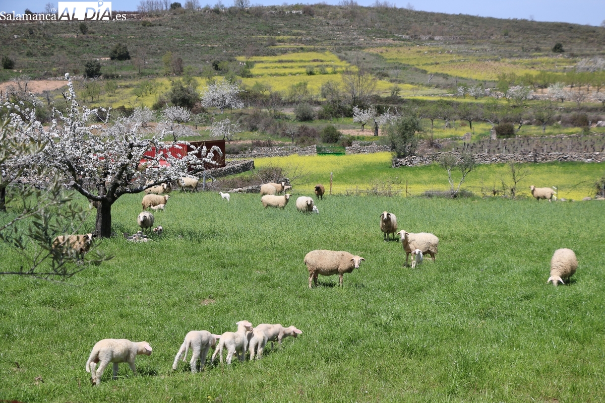 Un ganadero de La Zarza de Pumareda pierde numerosos corderos por ataques de buitres