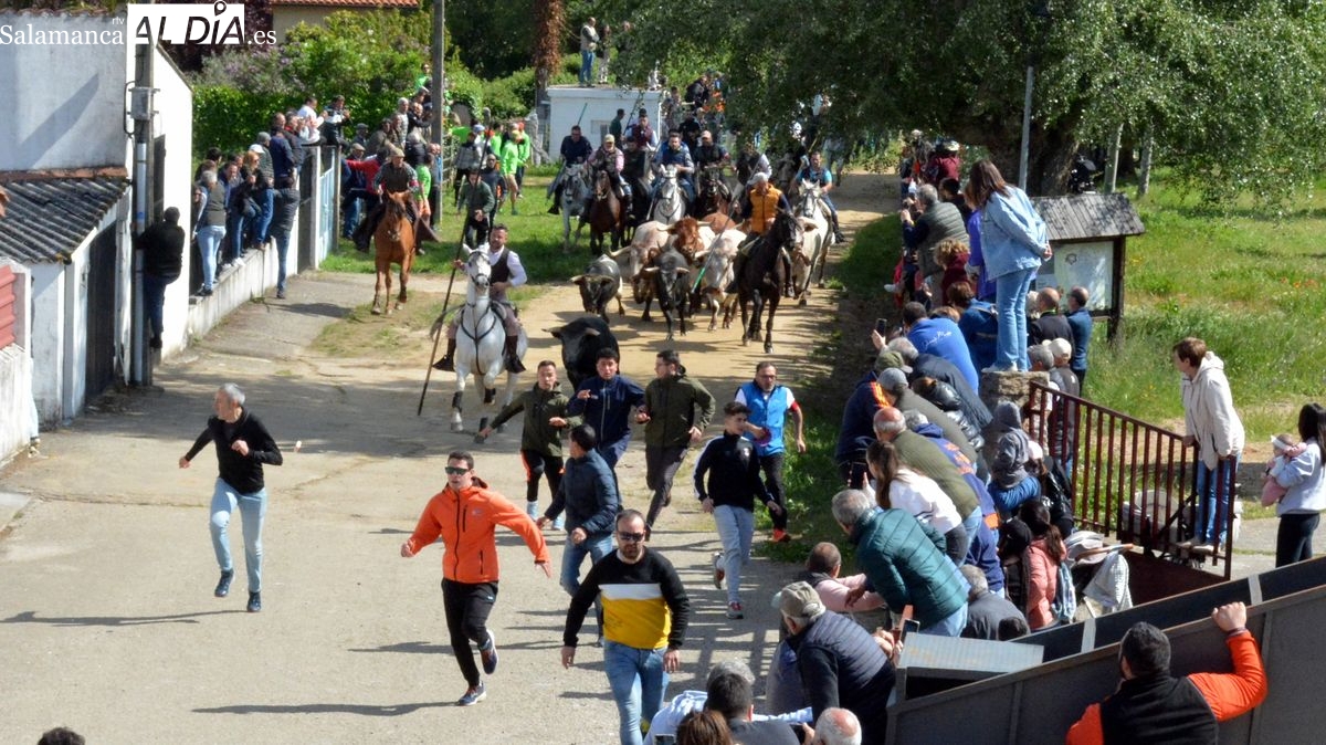 San Felices de los Gallegos rememora su victoria sobre la Casa de Alba con un multitudinario encierro a caballo, toros de cajón y la lectura de La Real Sentencia