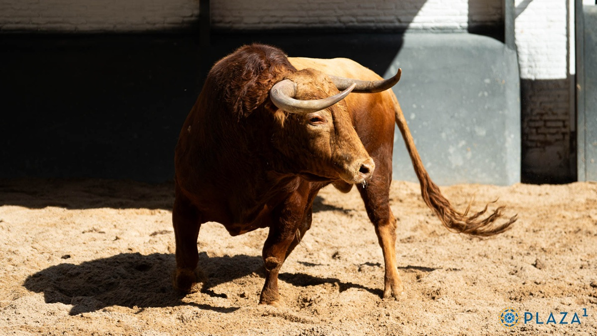 Estos son los novillos de Fuente Ymbro y El Freixo para la encerrona de Marco Pérez de esta tarde (FOTOS)