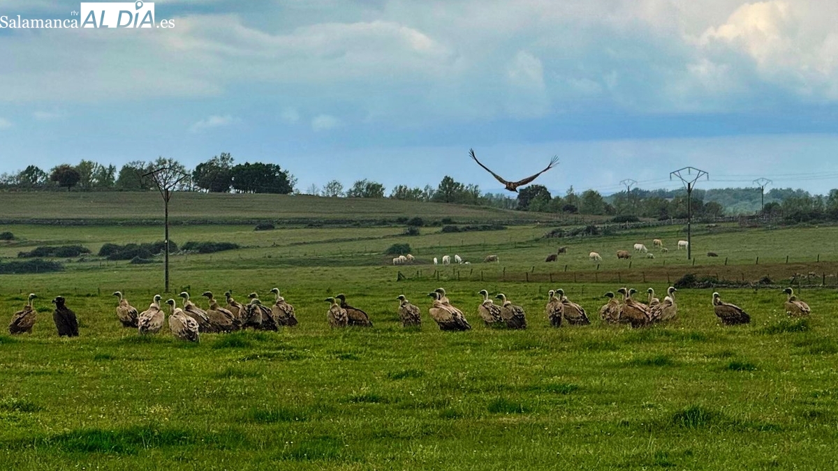 ASAJA Salamanca alza la voz y denuncia el abandono del campo ante cinco graves crisis