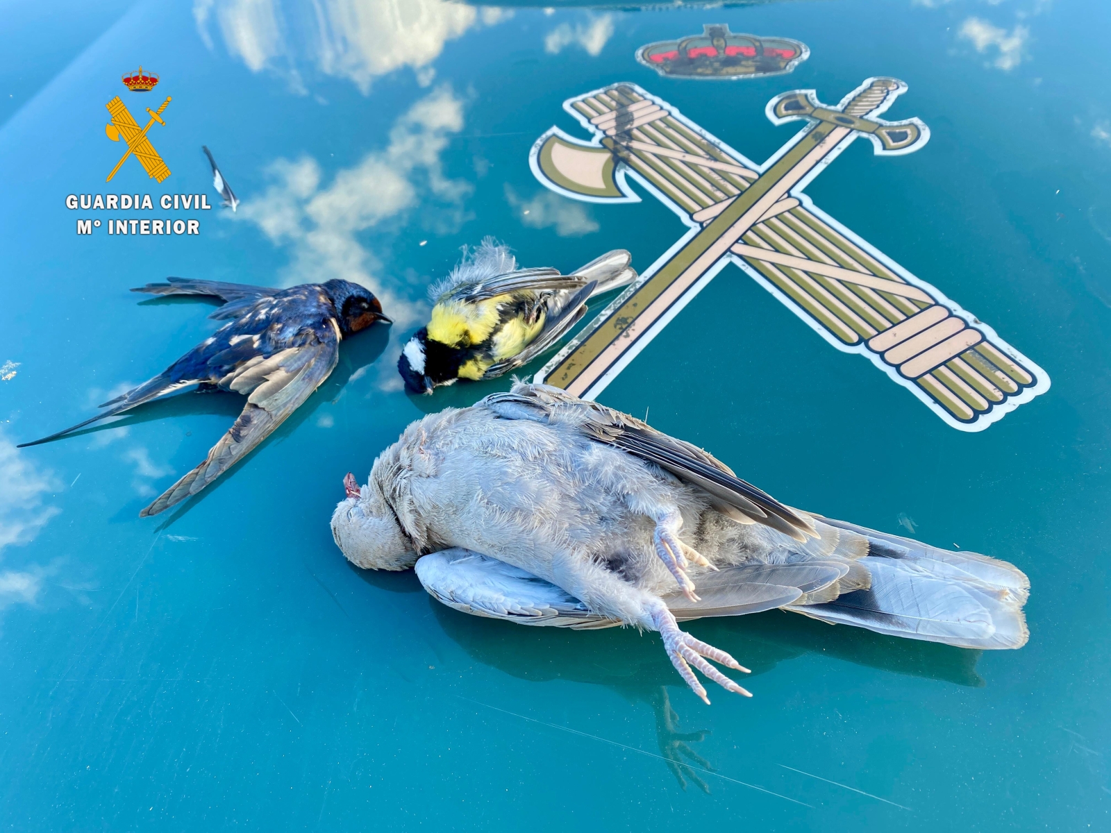 Arrojan escopetas y aves protegidas por la ventanilla: así intentaron huir dos furtivos en Miranda de Azán