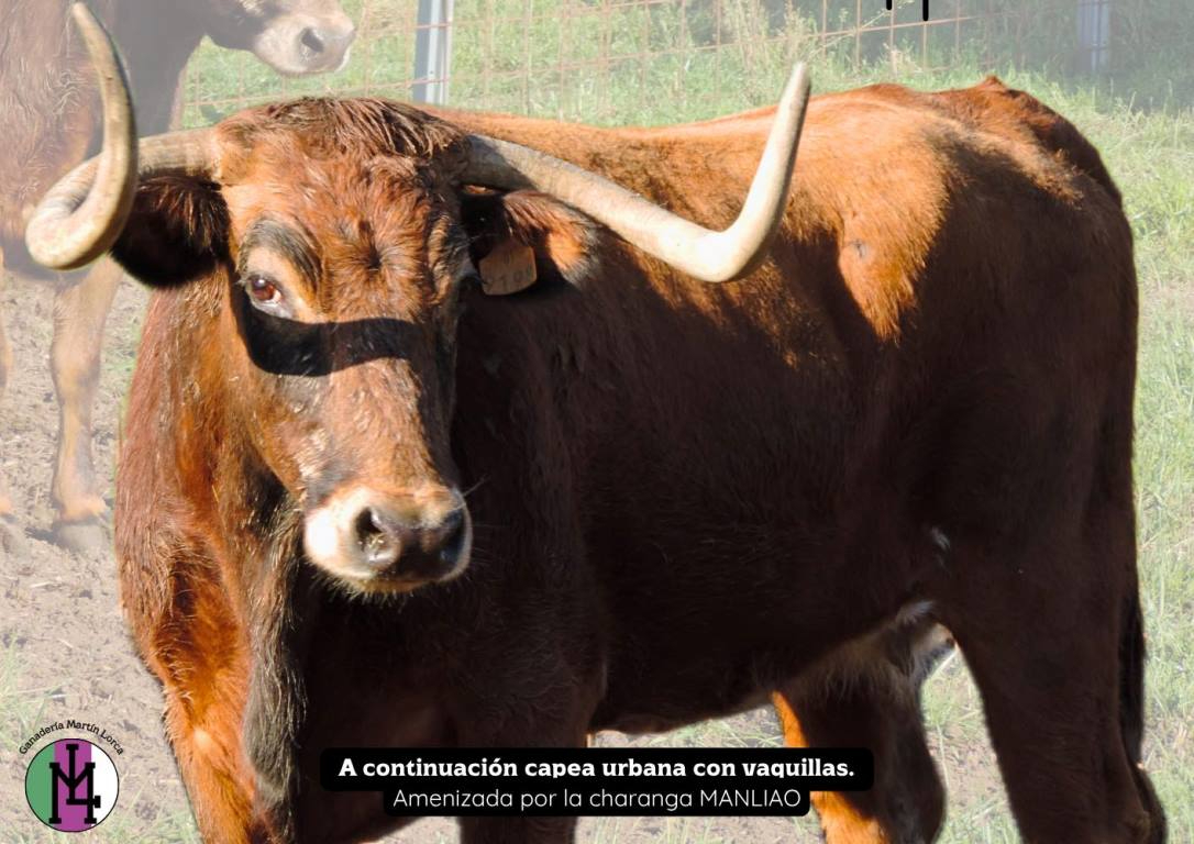 Desvelada la identidad de la II Vaca de Cajón de Navasfrías