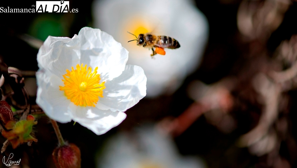 Salamanca, el motor dulce de la región gracias a un sector apícola inquebrantable 