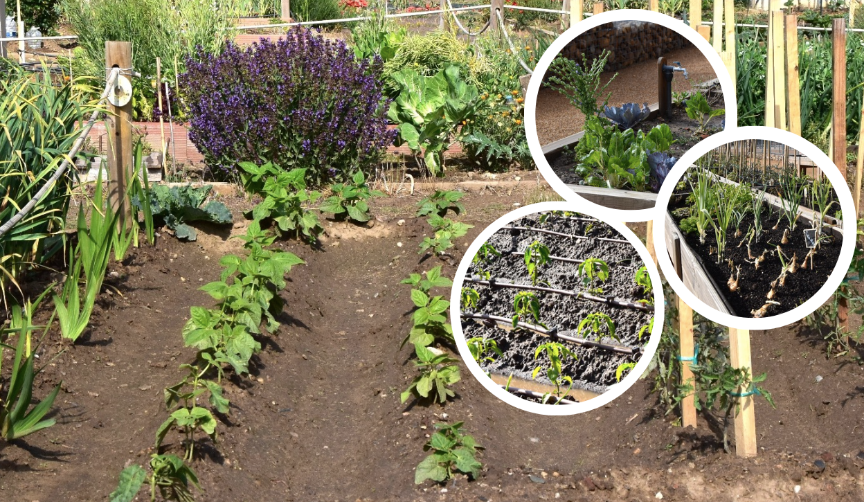 De la tierra al plato: las hortalizas preferidas y recomendadas en Salamanca