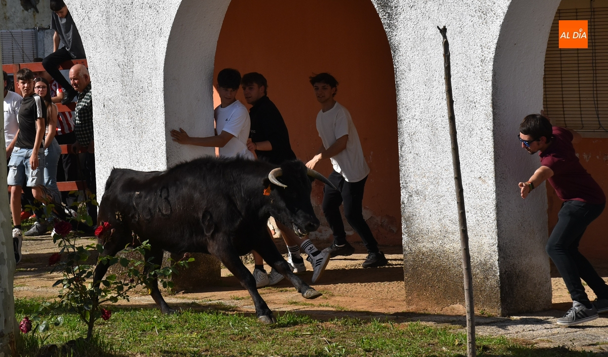 Águeda estrena fórmula para su tarde taurina manteniendo el buen ambiente habitual