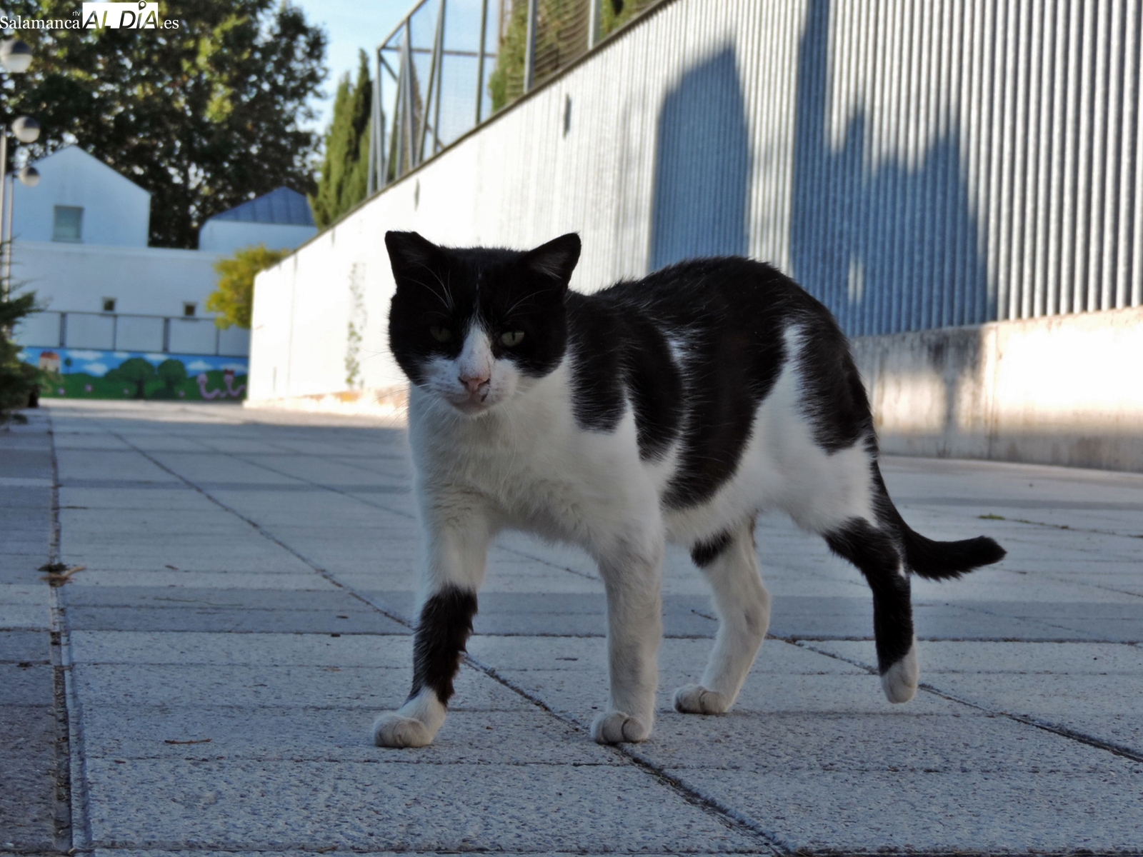 El Ayuntamiento de Salamanca pone coto a las grandes colonias felinas: 530 gatos urbanos esterilizados desde 2022