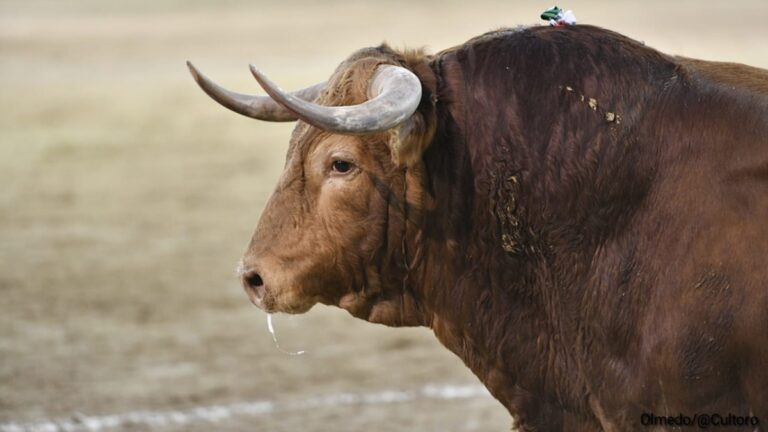 Brigadier, de Pedraza de Yeltes, premiado con la vuelta al ruedo en Las Ventas