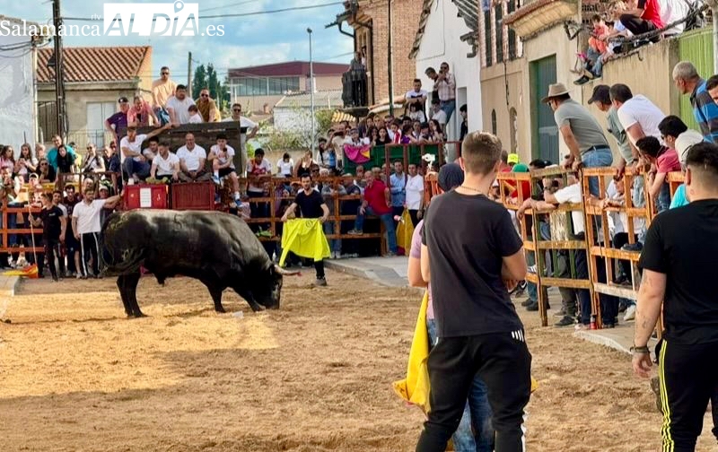 Expectación y calles repletas de ambiente y aficionados para vivir el VIII Toro de San Isidro de Cantalpino