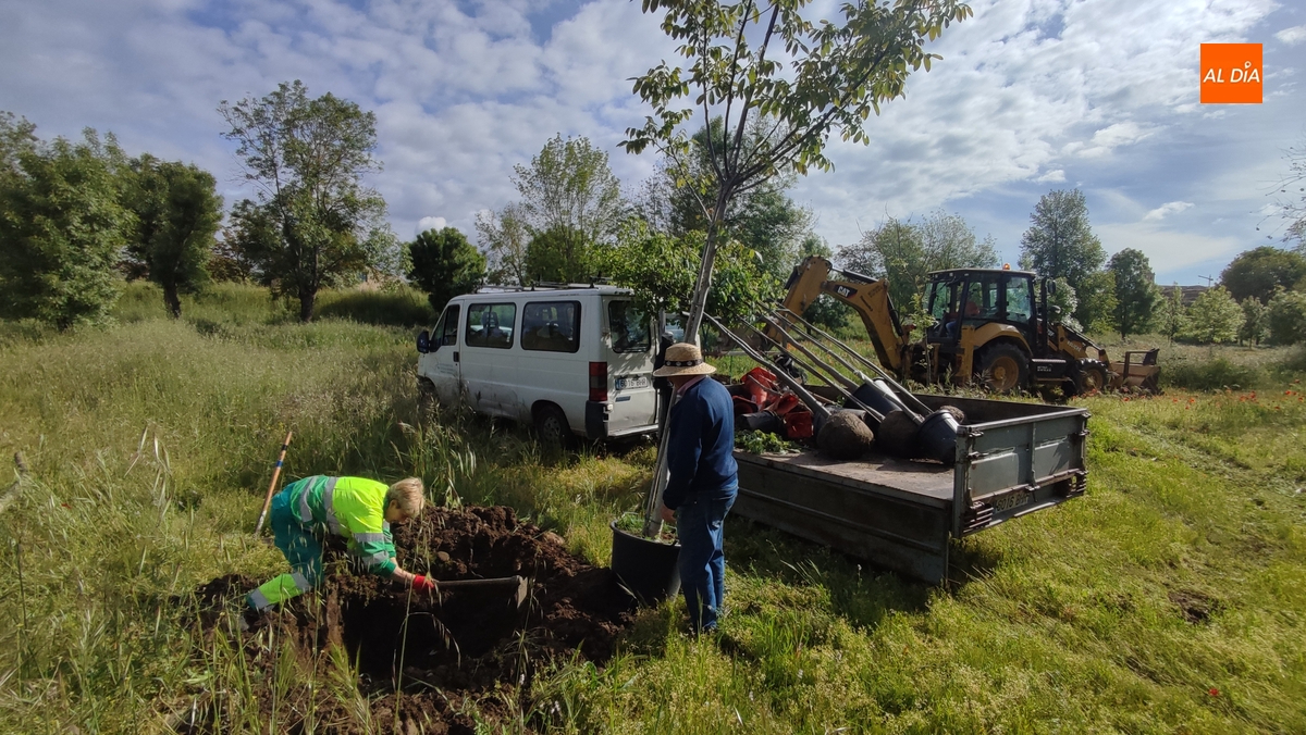 La Alameda de la Moretona empieza a recibir nuevos árboles