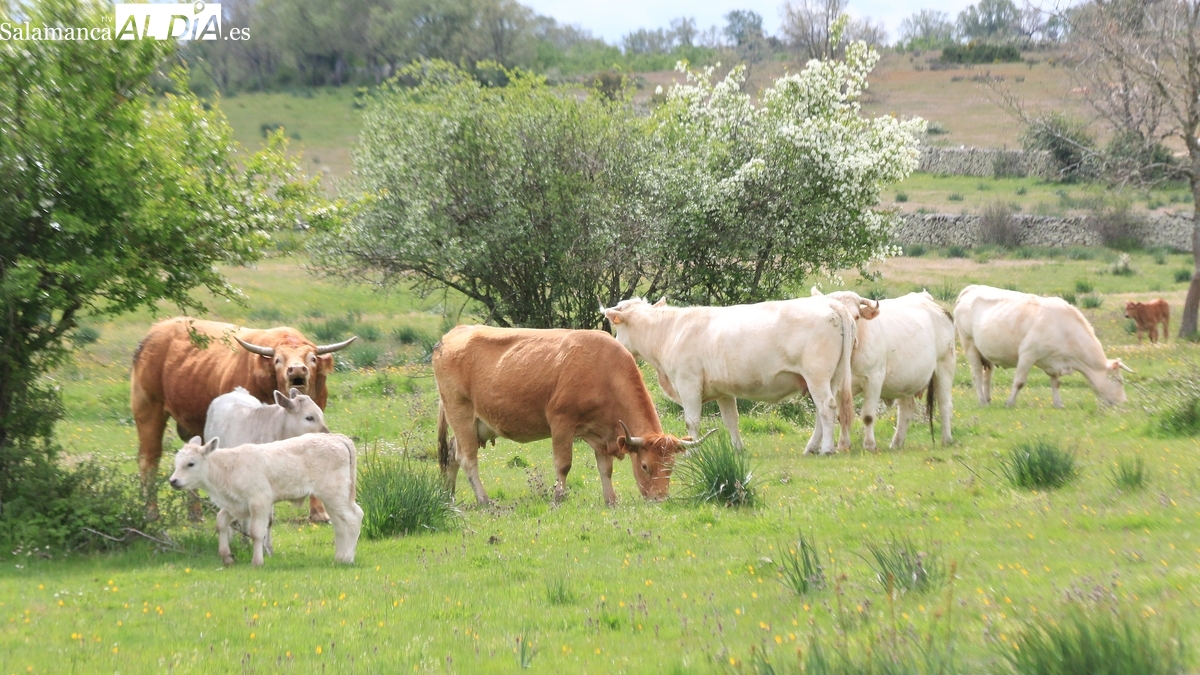 El cereal sigue cuesta abajo y sin frenos, y el vacuno mantiene precios