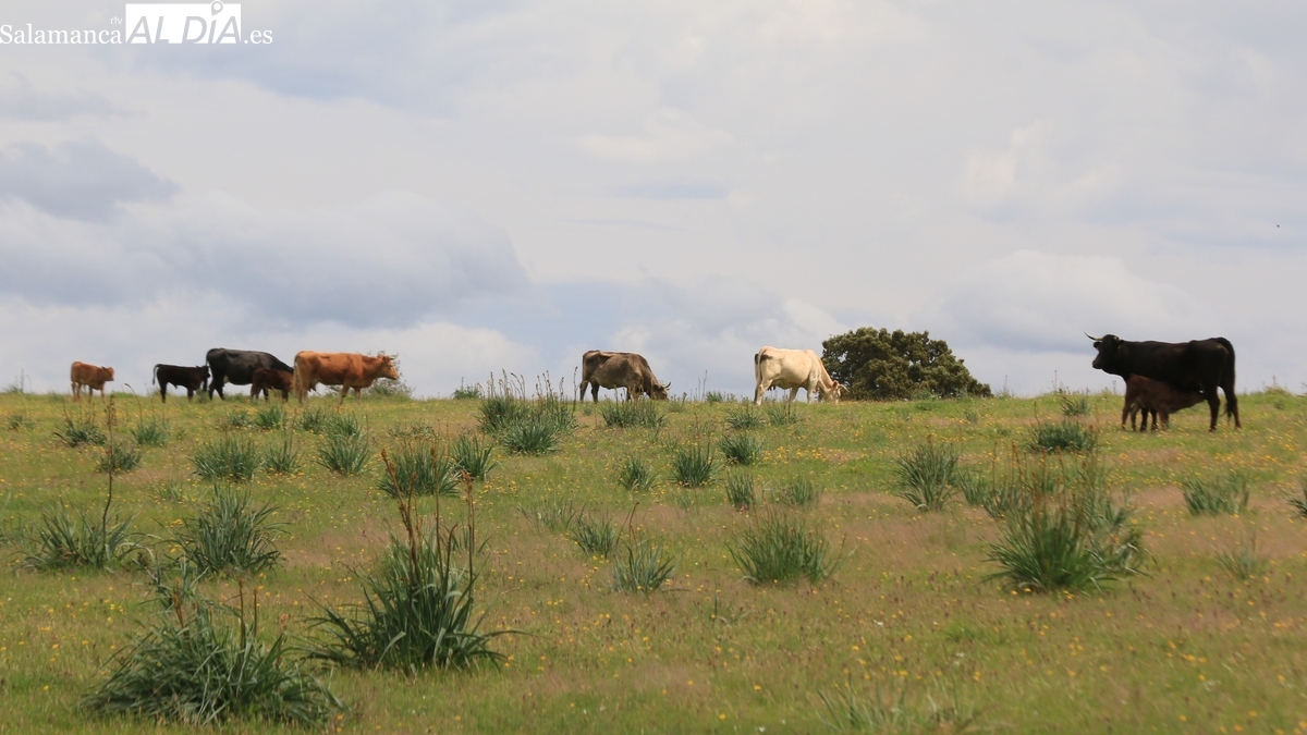 El cereal cotiza ya a precios de 2021 y la primavera no frena los precios del vacuno