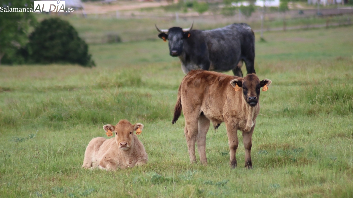 El cereal repite ante la incertidumbre de los mercados y el vacuno responde a la demanda con nuevas subidas 