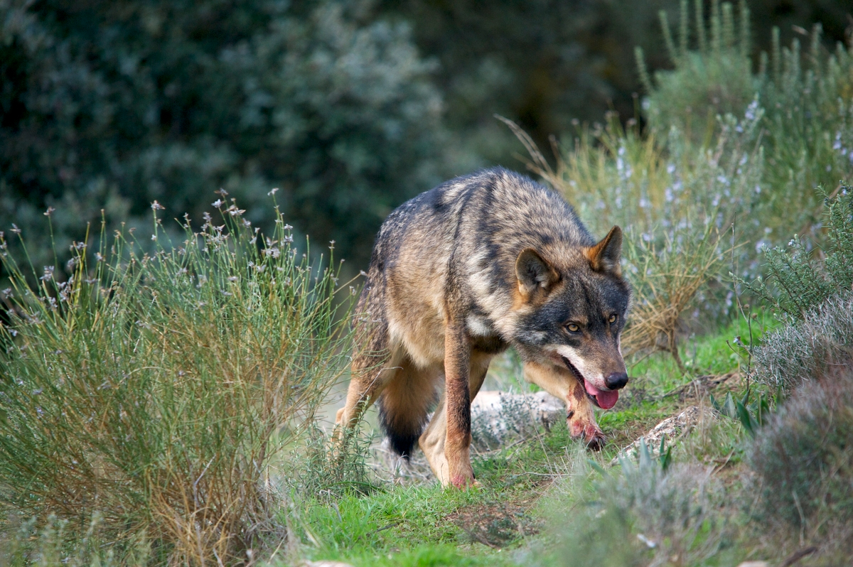 Castilla y León podrá gestionar el lobo al sur del Duero tras el cambio en la normativa europea