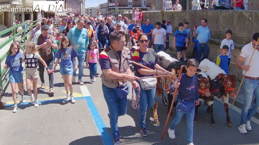 La Asociación Taurina Cultural Villa de Vitigudino apuesta por la cantera: minibueyes y carretones con Campanillas como IX Toro de Cajón
