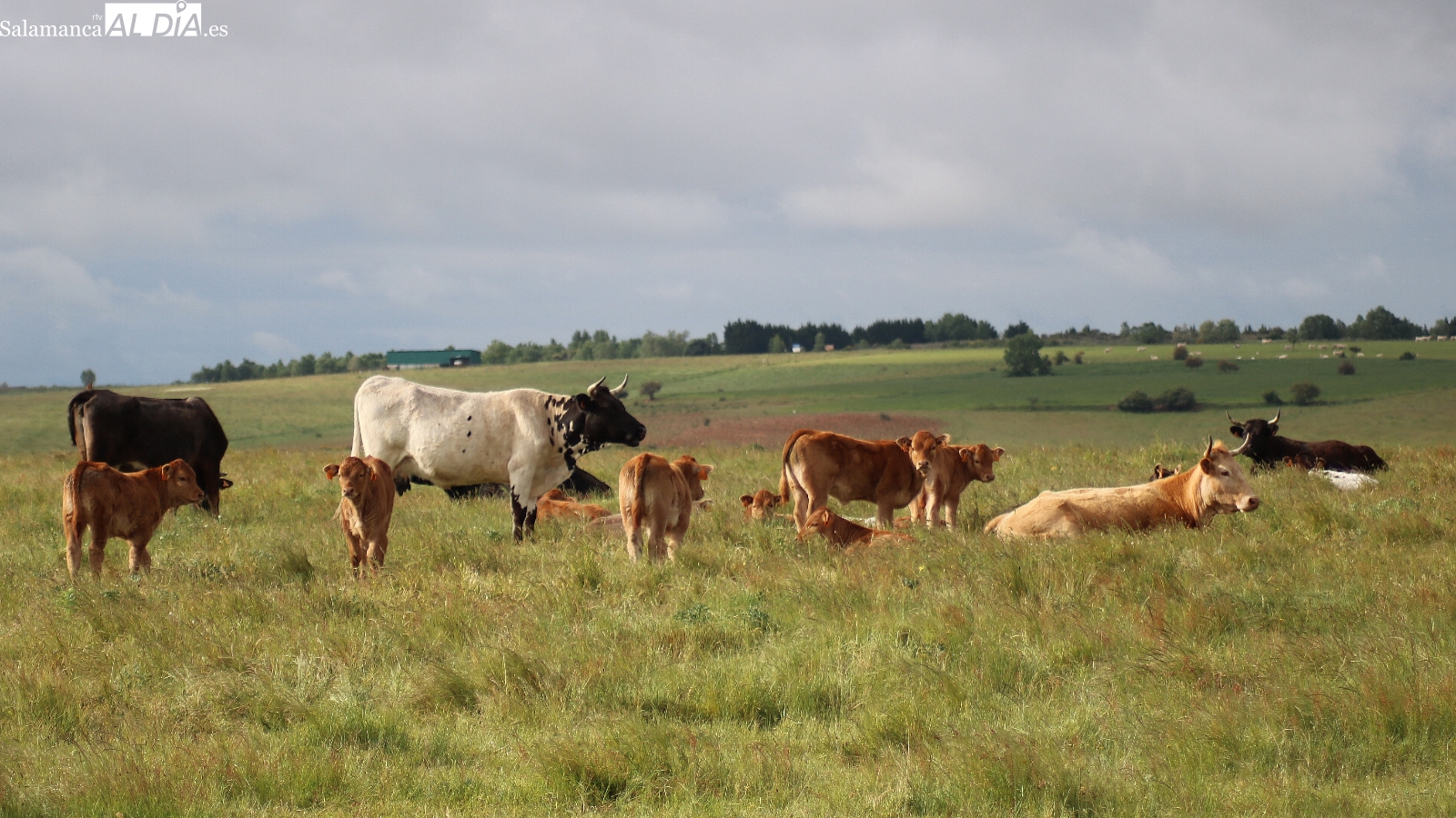 El cereal se hunde y vacuno y ovino demuestran su momento más dulce