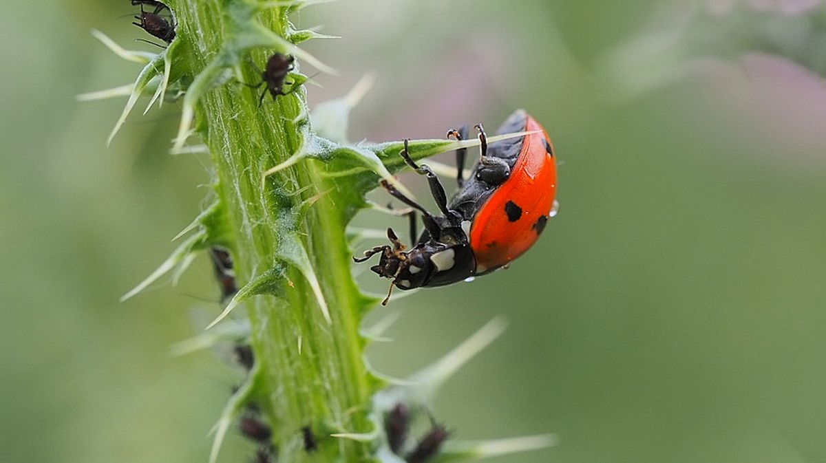 Depredación en miniatura