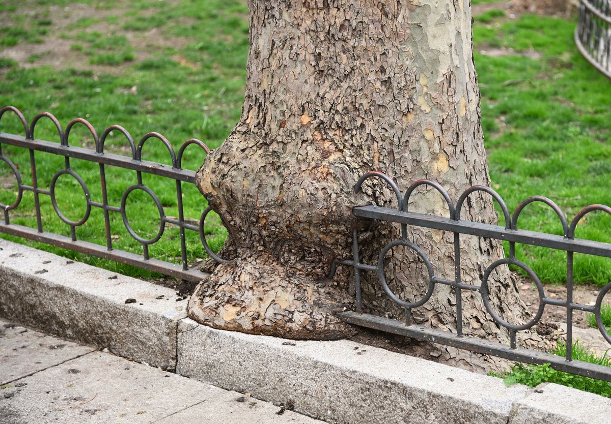 Pujanza de la naturaleza 