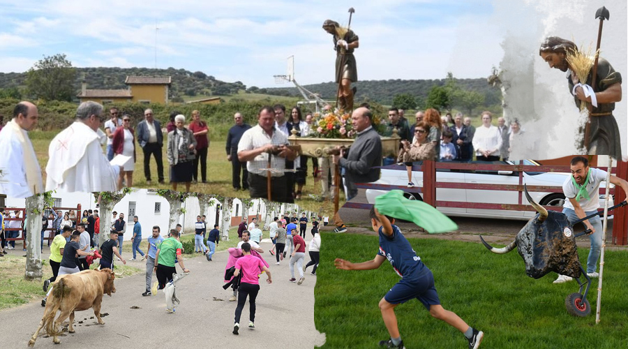 De concurso de tortillas a suelta de vacas: Águeda se vuelca con sus fiestas patronales