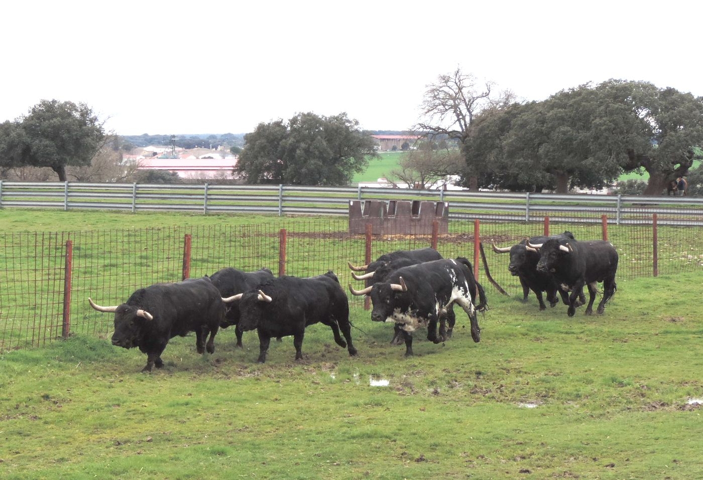 VÍDEO | Los toros de José Enrique Fraile de Valdefresno, a punto para el desafío de Las Ventas