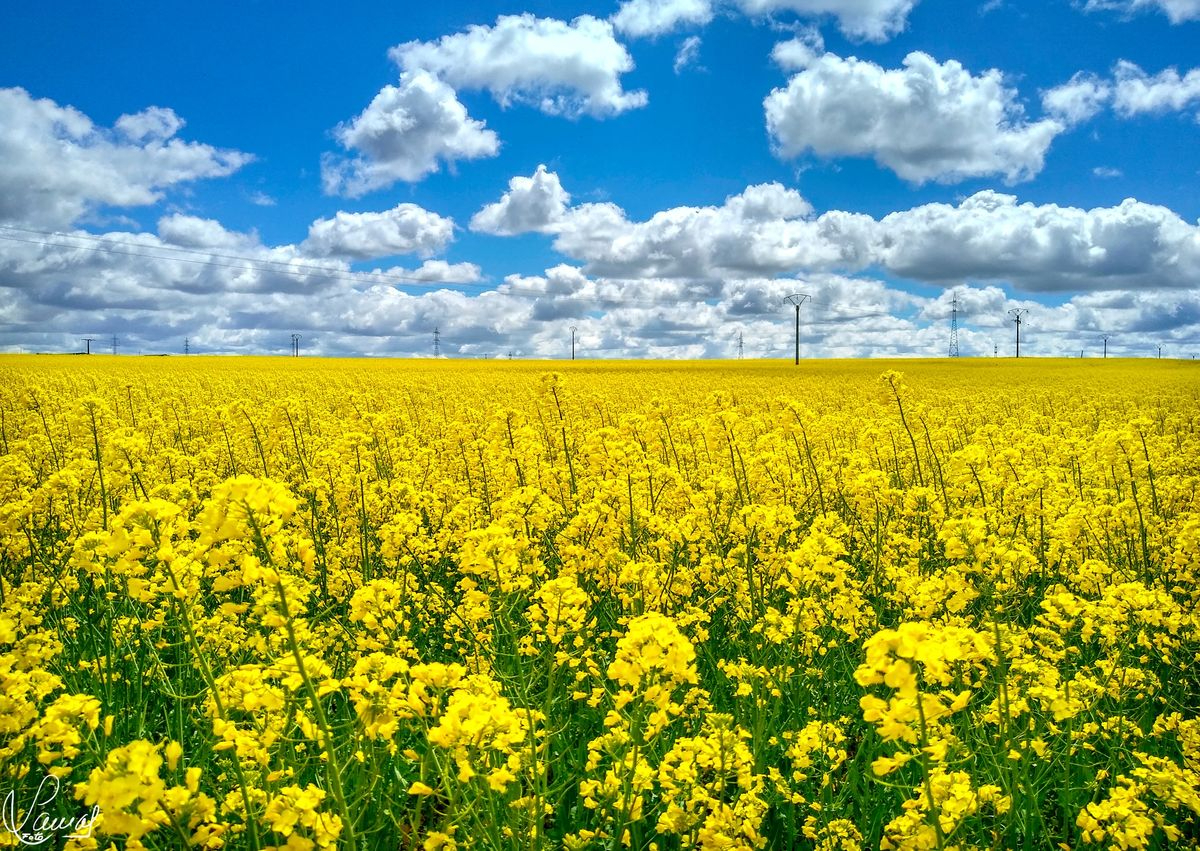 La vida y los colores 