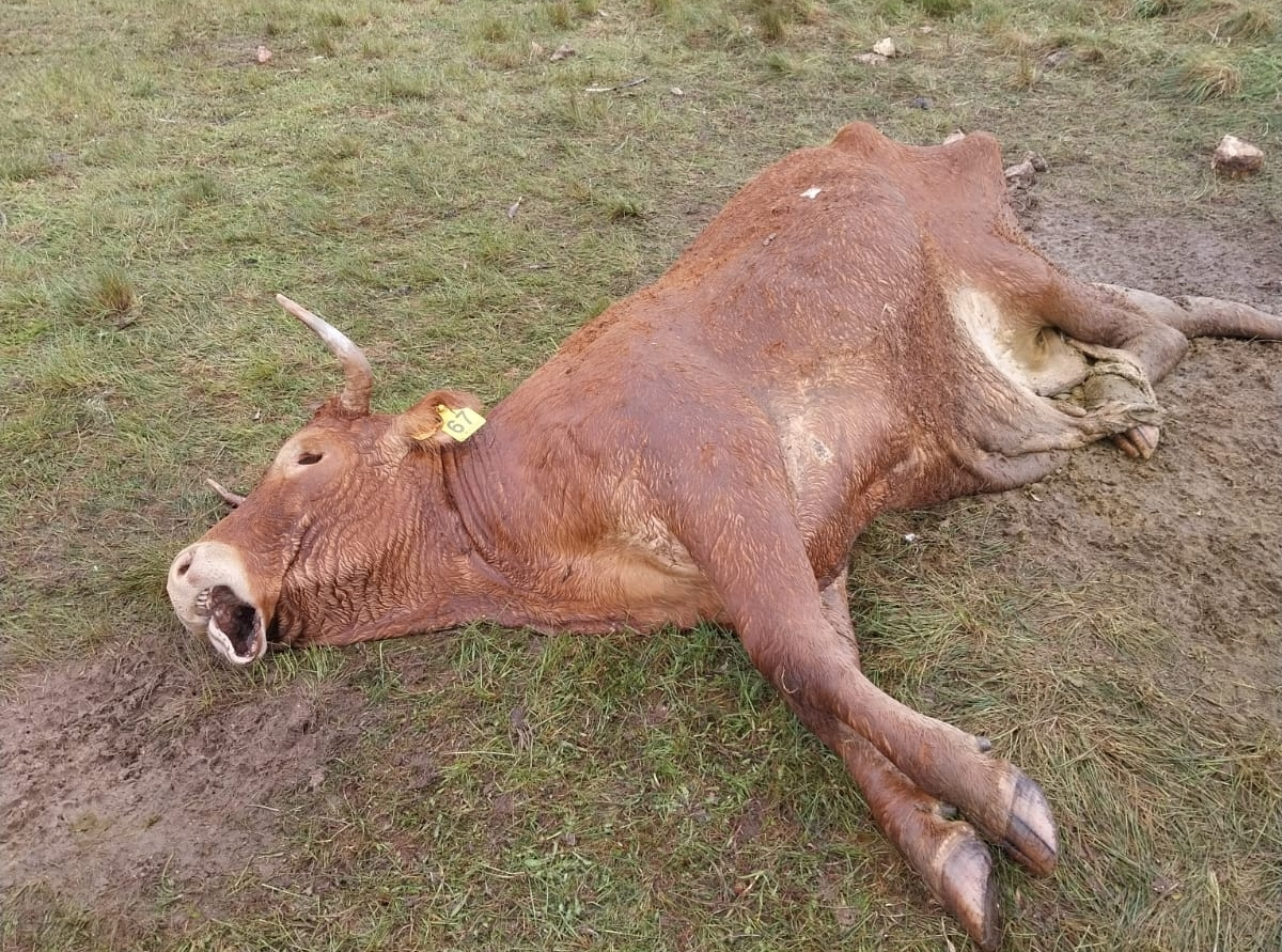 Los buitres acaban con la vida de una vaca y su ternero en La Mata de Ledesma