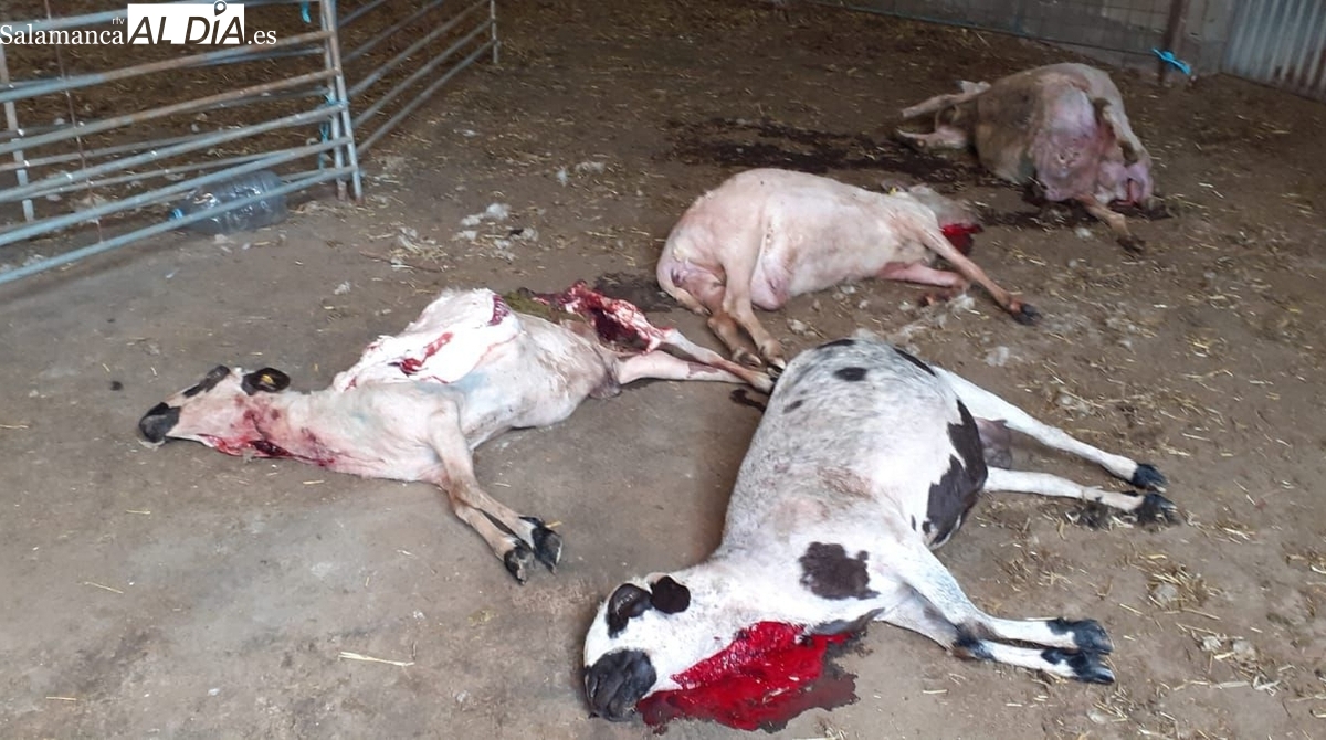 Nueve ovejas muertas en dos ataques de lobo en la comarca de Vitigudino