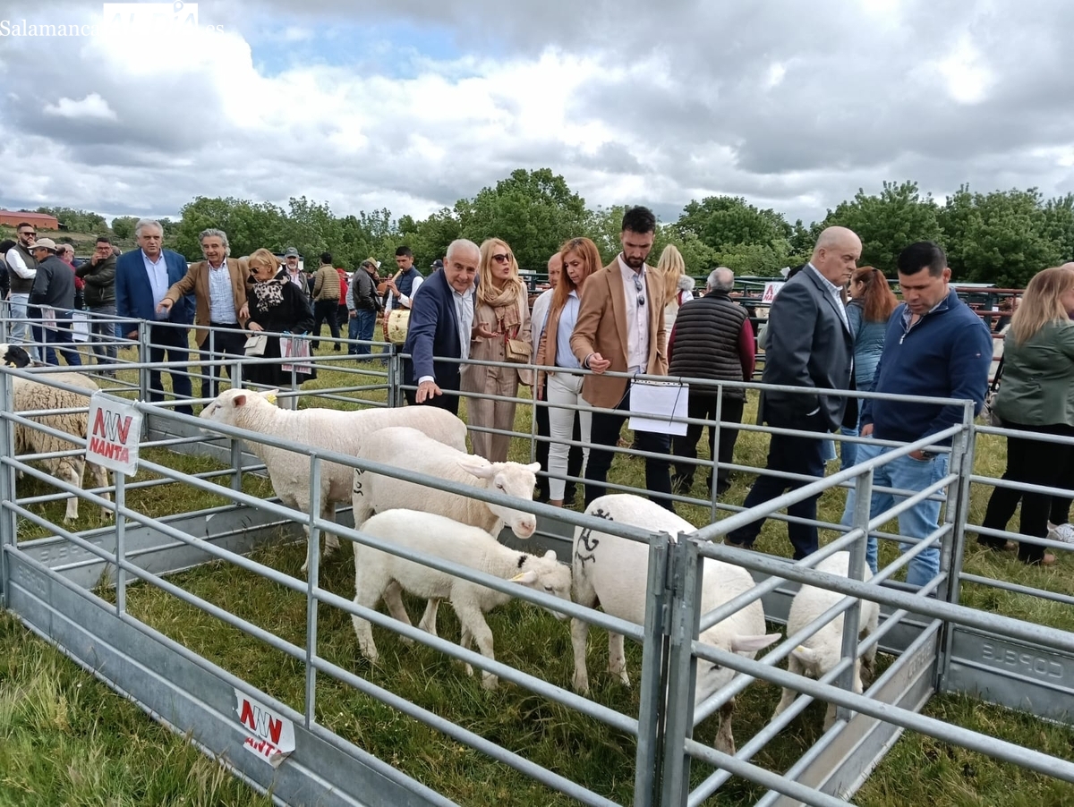 Cerca de 200 cabezas de ganado devuelven el esplendor a la Feria de San Isidro en Lumbrales