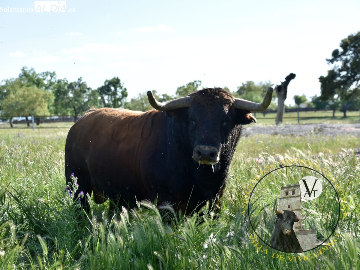 Campanillas, un imponente astado de Domingo Hernández, protagonizará el IX Toro de Cajón de Vitigudino