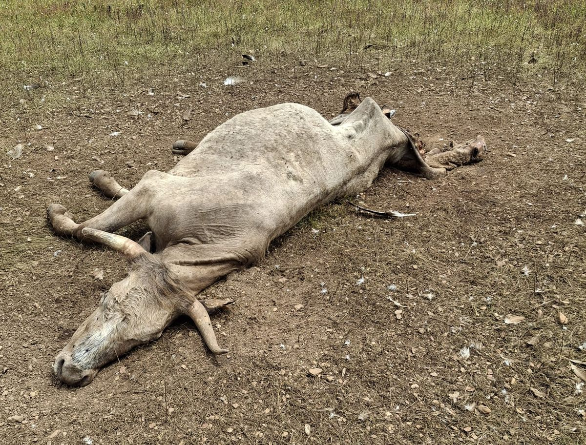 Nuevo ataque de buitres en Salamanca: matan a una vaca y un ternero recién nacido en Carrascal de Barregas 