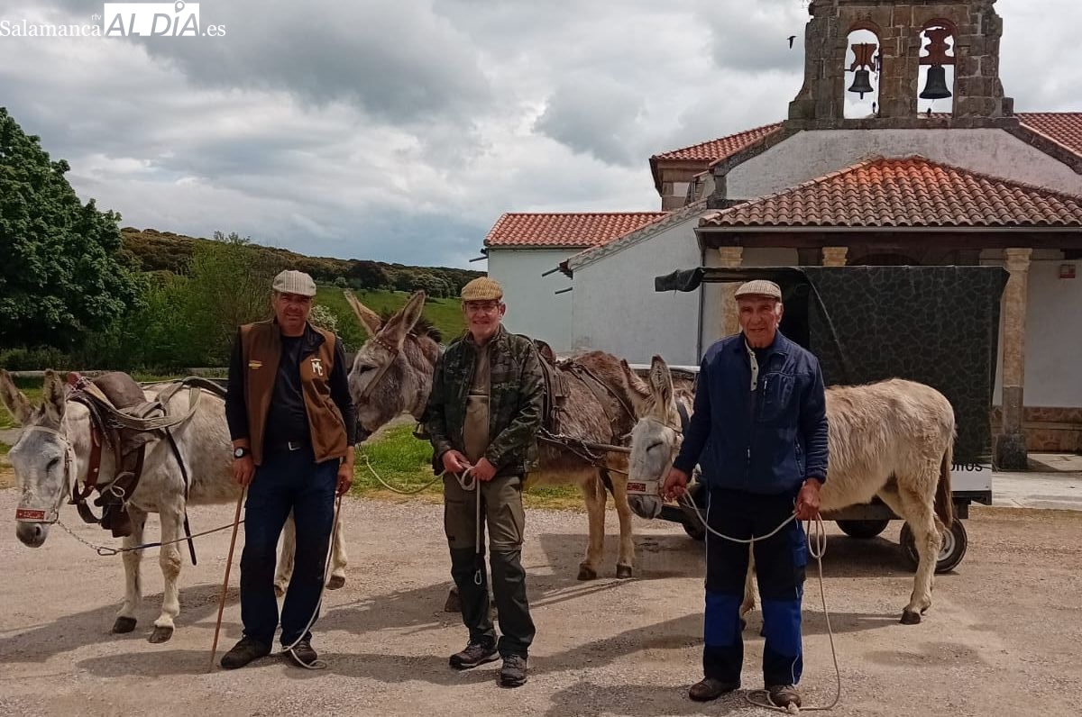 Los romeros de Lumbrales y sus burras culminan su ruta a la ermita del Cristo de Cabrera