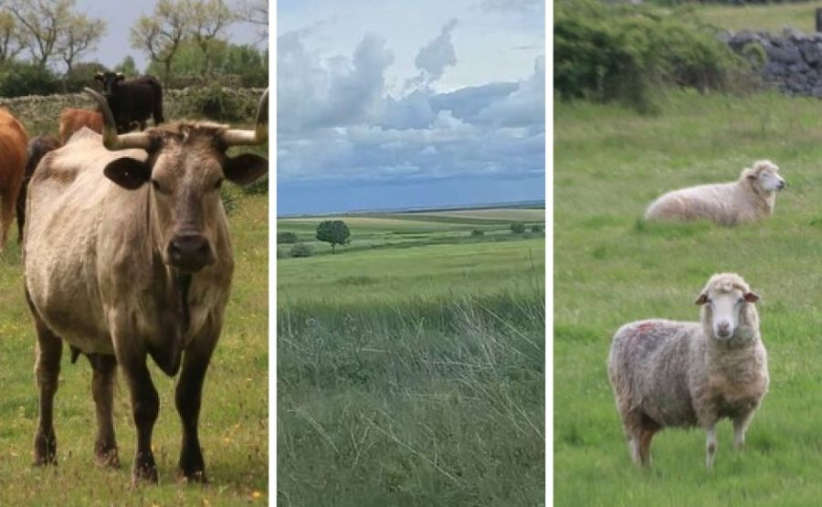 El campo salmantino vive un momento agridulce