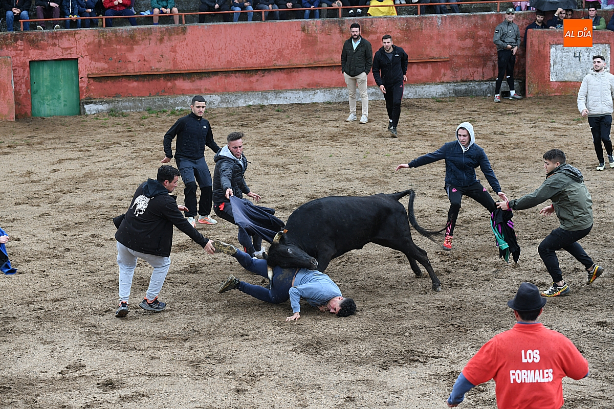 Broche de oro con una divertida capea popular en la celebración de la Santa Cruz en El Bodón