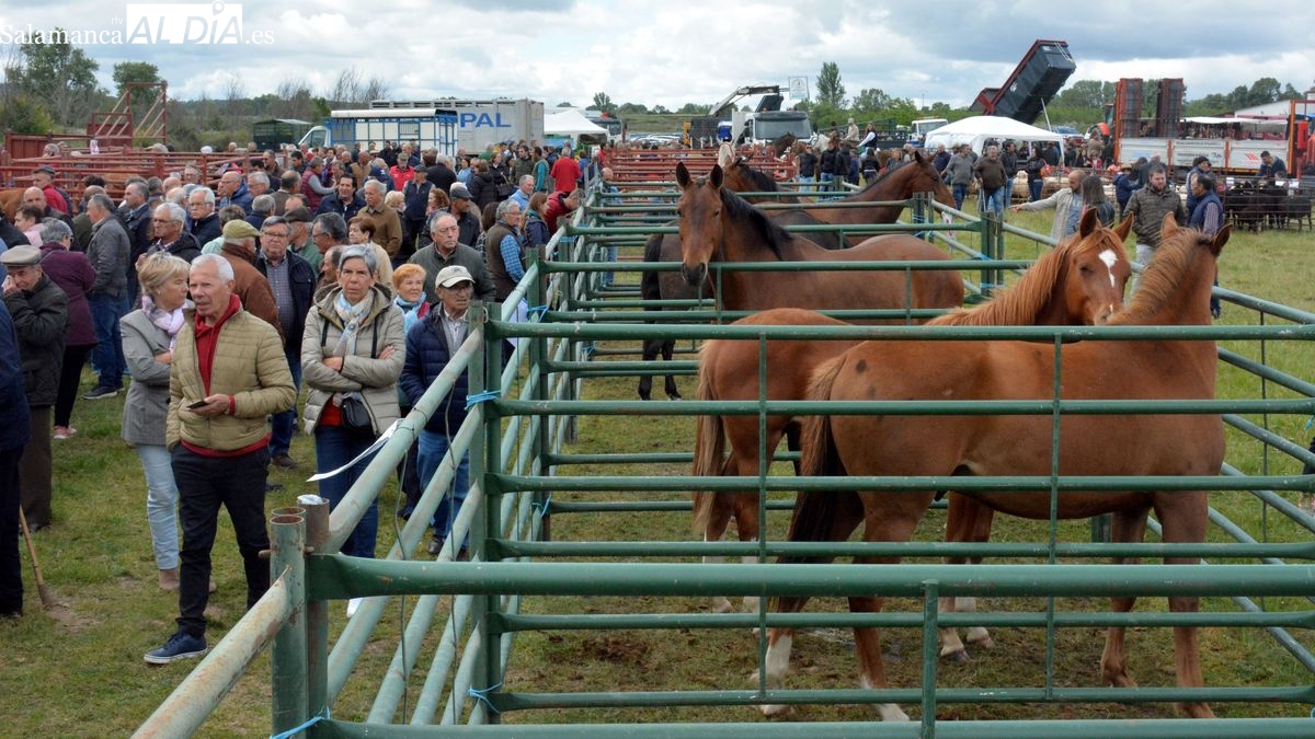 Lumbrales celebra mañana la feria ganadera de San Isidro con la confirmación de una importante presencia de animales