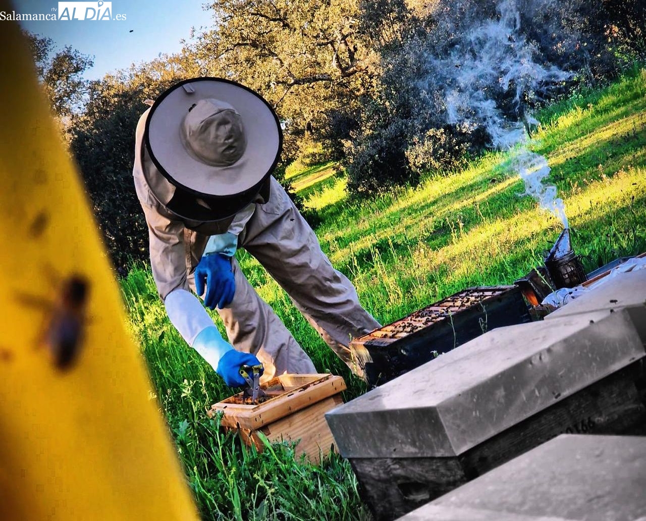La historia de un joven apicultor salmantino que cambió el bullicio hostelero por el susurro de las abejas en la Sierra de Francia